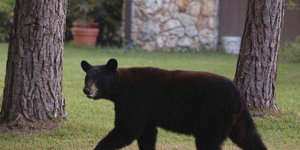 Florida approves first black bear hunt in a decade