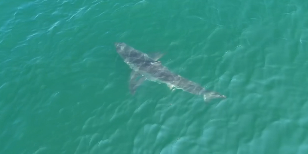 See It: Great white shark lurking off Maine's coast spotted by drone