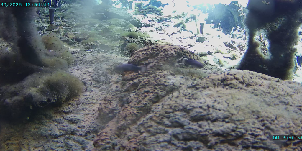 Gelombang gempa bumi Rusia mencapai lembah kematian, kocok habitat ikan yang unik