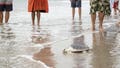 Watch: Endangered sea turtle released back into Atlantic from NYC beach - Fox News
