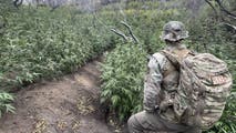 Over 2,000 illegal marijuana plants removed from California national park