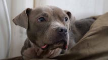 See it: Abandoned pup with tragic past rescued after being stranded for days on Ohio river