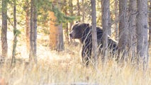 Biologists to begin capture of grizzly bears for research in Yellowstone National Park