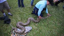 Nearly 300 invasive pythons removed from South Florida during snake hunt