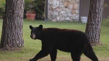 Florida approves first black bear hunt in a decade