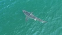 See It: Great white shark lurking off Maine's coast spotted by drone