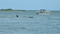 Minke whale dies in New Jersey’s Barnegat Bay after being stranded on sandbar, surrounded by boats