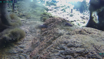 Russian earthquake waves reach Death Valley, shake unique fish habitat