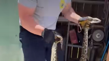 Watch: Firefighters remove Burmese python from South Florida home