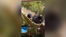 See it: Cute sun bear lounges in hammock while wearing tiny lid for hat