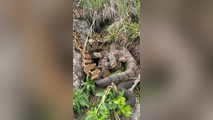 See it: Den of rare rattlesnakes spotted in southeastern Minnesota
