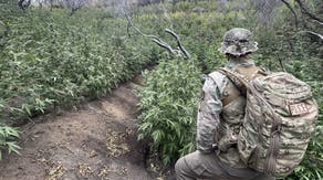 Over 2,000 illegal marijuana plants removed from California national park