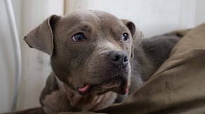 See it: Abandoned pup with tragic past rescued after being stranded for days on Ohio river