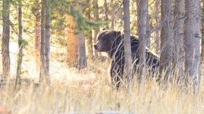 Biologists to begin capture of grizzly bears for research in Yellowstone National Park