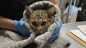 Bobcat kitten ailing from suspected rat poisoning saved by New England teamwork
