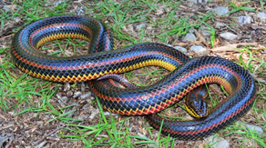Why a state is asking for help locating an elusive reptile