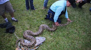 Nearly 300 invasive pythons removed from South Florida during snake hunt