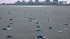 Jellyfish swarm forces shutdown of French nuclear power plant