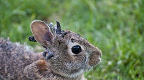 Bunnies with tentacles sprouting from their heads spotted in Colorado