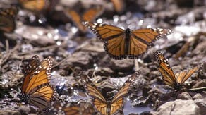 Millions of butterflies begin their annual migration ahead of winter