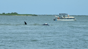 Minke whale dies in New Jersey’s Barnegat Bay after being stranded on sandbar, surrounded by boats