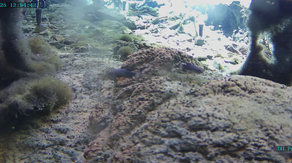 Russian earthquake waves reach Death Valley, shake unique fish habitat