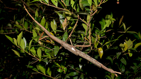 See where a newly discovered giant stick bug was recently spotted