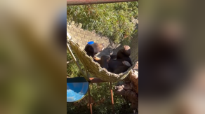 See it: Cute sun bear lounges in hammock while wearing tiny lid for hat