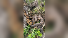 See it: Den of rare rattlesnakes spotted in southeastern Minnesota