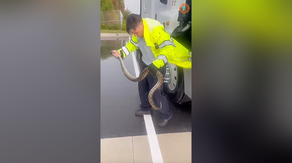 Watch: Invasive Burmese pythons removed from home, semi-truck in South Florida