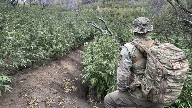 A federal law enforcement ranger at the illegal marijuana cultivation site.
