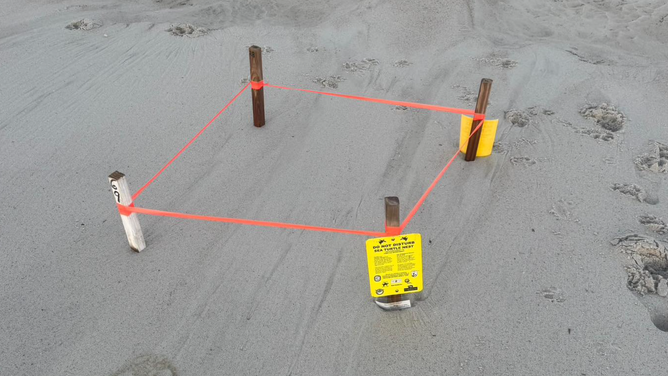Sea turtle nest in Duval County, Florida.