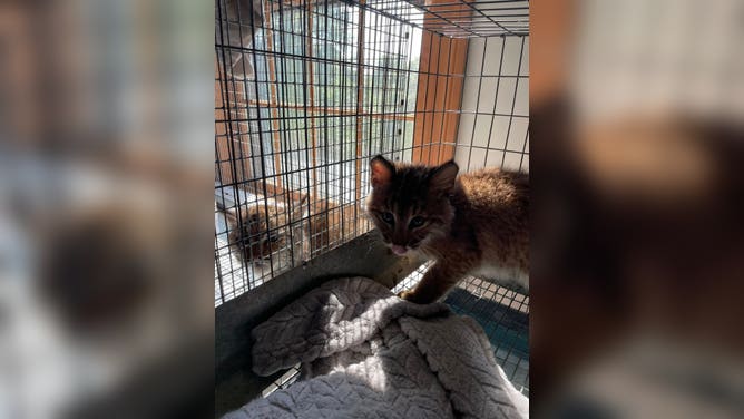 The bobcats next to each other at the Wildlife Clinic.