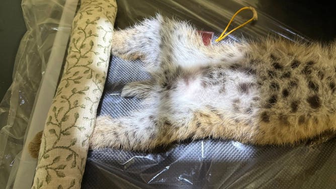 X-Rays showed the bobcat kitten had a broken femur.