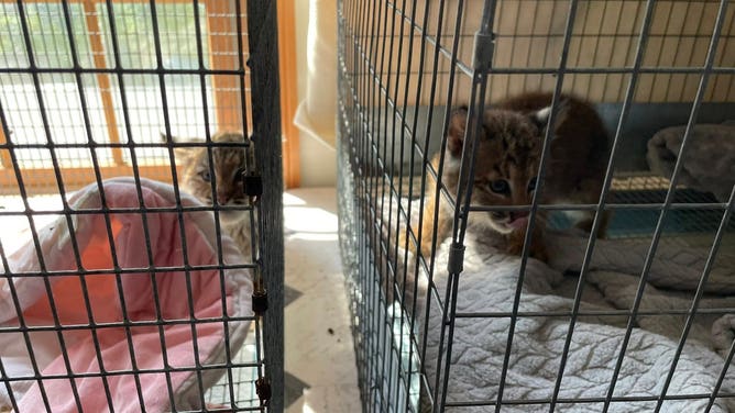 The two bobcat kittens will be next to each other until the injured kitten can heal.