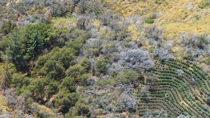 Terraces of marijuana plants have been cut into the hillside in Sequoia National Park.