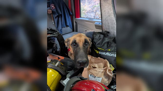 Poncho in the back of the fire truck.