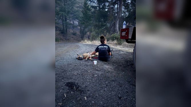A Santa Rosa firefighter sitting with Poncho after finding him while fighting the Pickett Fire.