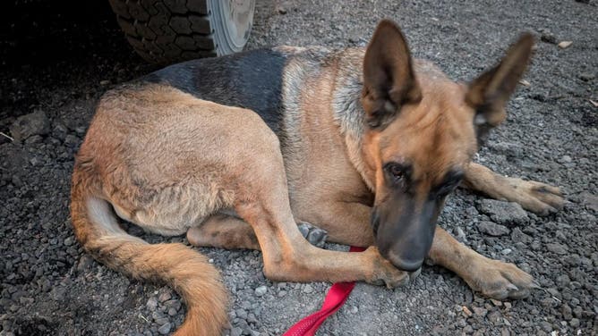 Poncho on the ground after being found by firefighters.