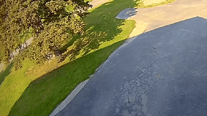 The bear takes a tumble as it is chased off by the dog.