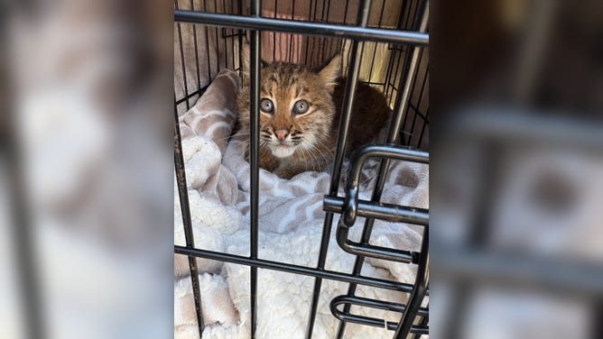 The injured bobcat kitten on its journey to the Wildlife Clinic of Rhode Island from Newhouse Wildlife Rescue.