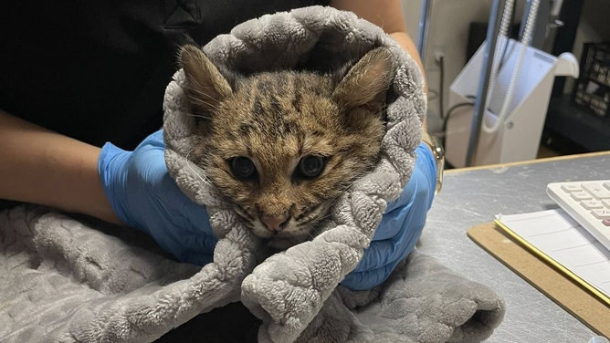 The injured bobcat kitten during its intake at the Wildlife Clinic of Rhode Island.