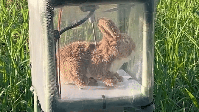 Looped video of a robotic rabbit, as it turns around in its perch.