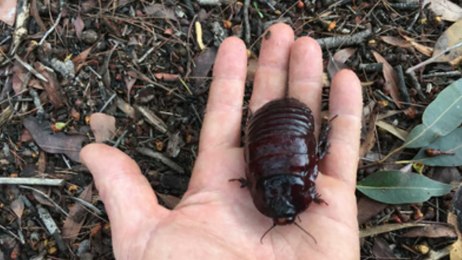Photo of the Australian giant burrowing cockroach.