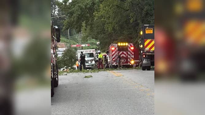 Two people were treated after a tree fell on their vehicle Thursday morning, Aug. 14, 2025.