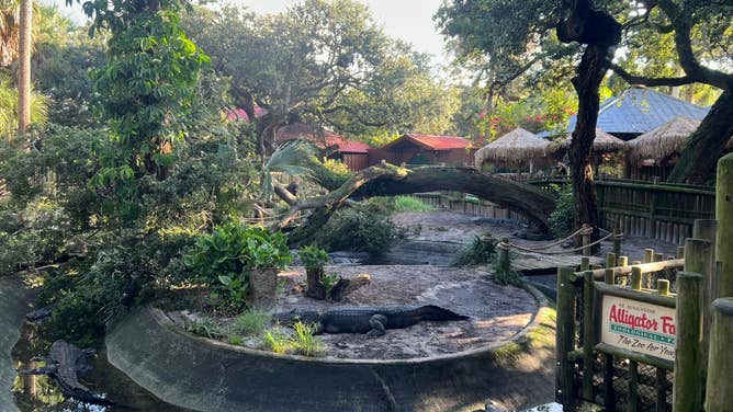 Tree nearly crushes alligators at the St. Augustine Alligator Farm Zoological Park in St. Augustine, Florida.