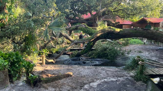 Tree nearly crushes alligators at the St. Augustine Alligator Farm Zoological Park in St. Augustine, Florida. St. Augustine Alligator Farm Zoological Park