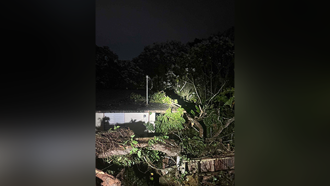 This image shows trees that were brought down as a result of Hurricane Erin's winds in Puerto Rico on Aug. 17, 2025.