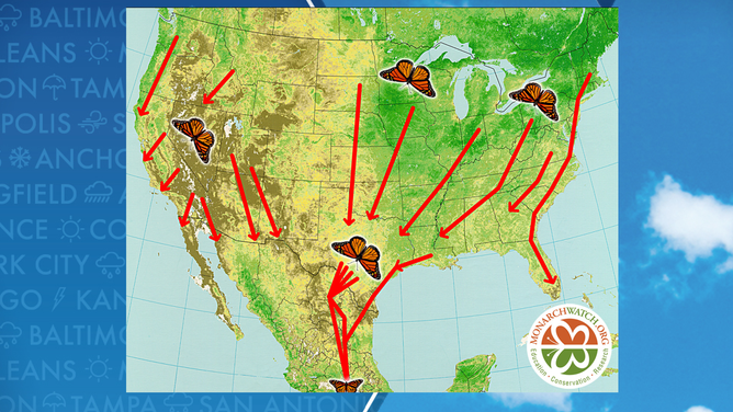 Monarch fall migration map