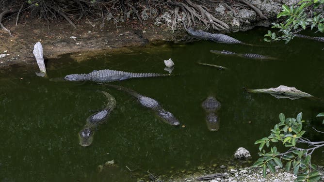 EVERGLADES, FLORIDA - MAY 19: Alligators crowd into the water that is left in a canal as the Florida Everglades National Park experiences a severe drought on May 19, 2025 in Everglades, Florida. Florida is experiencing its worst drought in 13 years, with parts of the Everglades drying up completely.